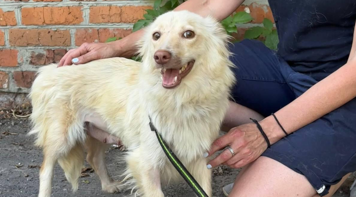 Chiens à adopter
